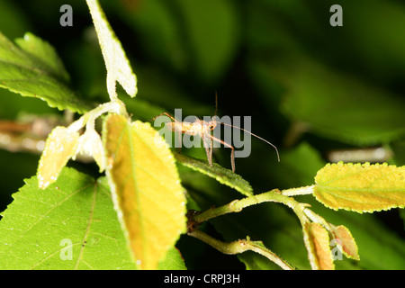 Assassin-bug Stockfoto