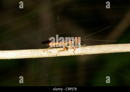 Roach Familie insekt Stockfoto