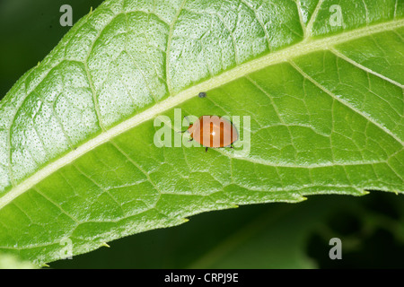 Orange-braunen Käfer Stockfoto