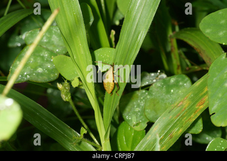 Shield bug Nymphe Stockfoto