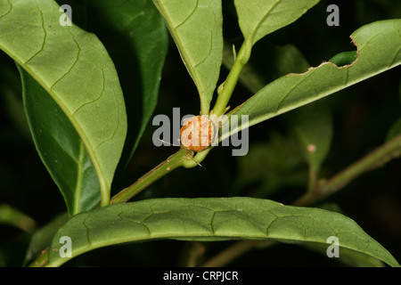 Shield bug Nymphe Stockfoto