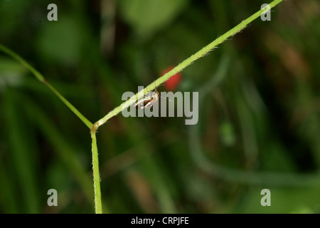 Schild-Fehler Stockfoto