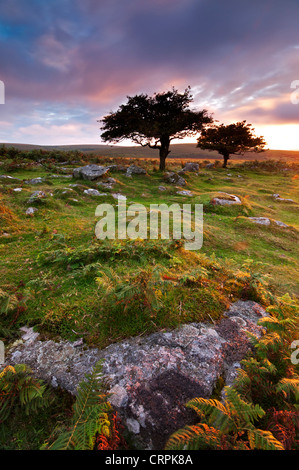 Am Abend Sommer Sonne am Combestone Tor im Dartmoor National Park. Stockfoto