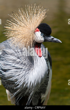 Grey gekrönt Kran (Balearica Regulorum), Belle Mare Halbinsel, Poste de Flacq, Flacq, Mauritius Stockfoto