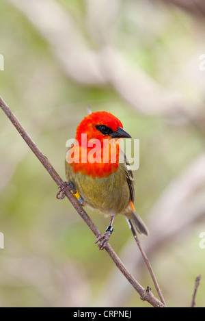 Mauritius Fody (Foudia Rubra), Ile Aux Aigrettes Nature Reserve, Mauritius Stockfoto