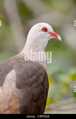 Rosa Taube (Columba Mayeri), Ile Aux Aigrettes Nature Reserve, Mauritius Stockfoto