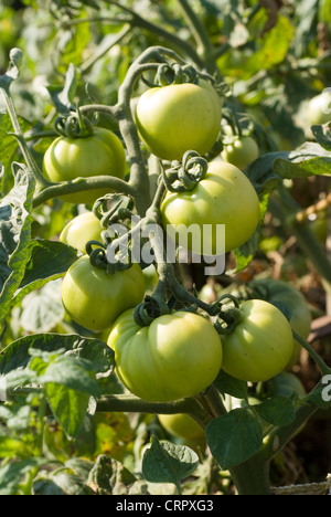 Nahaufnahme von einem unreifen Tomaten Stockfoto