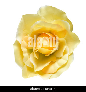 Künstliche Blume isoliert auf einem weißen Hintergrund. Ein weiches Licht über Stoff Textur in gelber Farbe. Clipping-Pfad Stockfoto