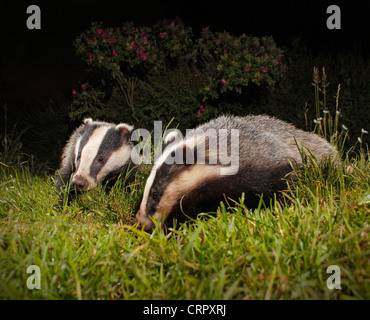 Paar der jungen Dachse, in einem städtischen Garten Bromley, London. Stockfoto