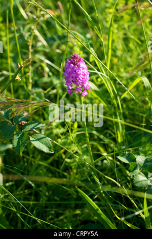 Nahaufnahme der pyramidenförmige Orchidee Anacamptis Pyramidalis in einem Feld in Surrey im Juni Stockfoto