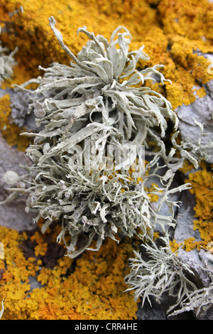 Grau gefärbten Meer Elfenbein Flechten Ramalina Siliquosa gegen gelbe Xanthoria parietina Stockfoto