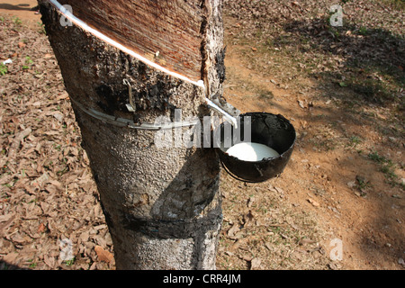 Latex oder Liquid Rubber Sammlung aus einem eingeschnittenen Baum in Kerala Stockfoto