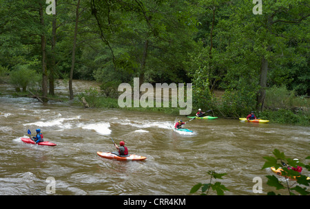 Kajak-Kanuten auf den Rivey Wye Stromschnellen während Fluss in Überschwemmung, Flut, knapp Symonds Yat. Herefordshire, England Stockfoto