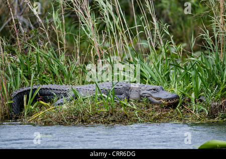 Ein Florida Alligator im Everglades National Park sieht während der Einnahme von eines Mittagsschlaf scheinbar immun gegen die Touristen erschöpft. Stockfoto