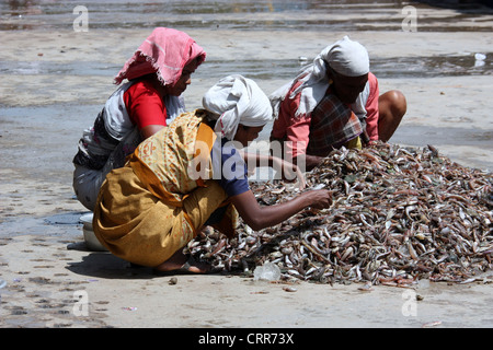 Cochin Fischmarkt in Kerala Stockfoto