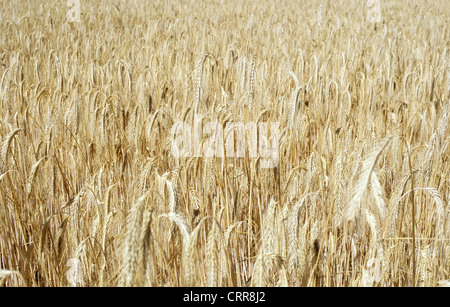 Ernte Reife Sommergerste in einem Feld Stockfoto