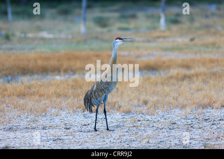 Sandhill Kran in Yellowstone NP, Wyoming, USA Stockfoto