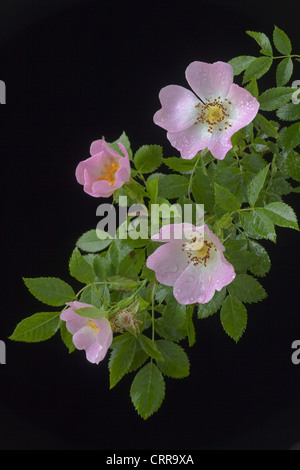 Wild oder Hundsrose Rosa Canina wächst in Hecke Stockfoto