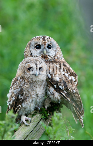 Waldkauz und Küken. (Strix Aluco). Stockfoto