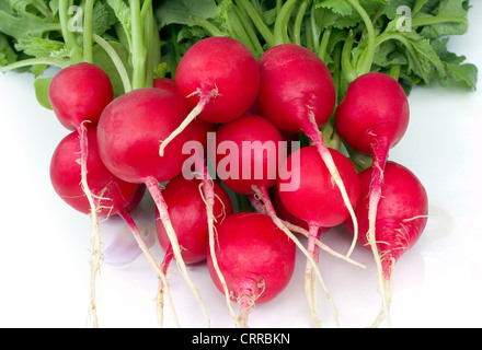 Reihe von roten Radieschen, Raphanus sativus Stockfoto