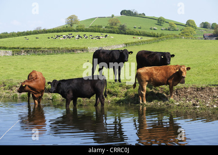 A von Kühen Stand im und am Fluss trinken gehört. an einem warmen Nachmittag. Stockfoto