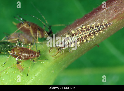 Gemeinsame Jagd auf Rosen Blattläuse grüne (Chrysoperla Carnea)-Florfliegenlarven Stockfoto