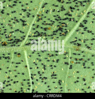 Glasshouse Mottenschildläuse (Trialeurodes Vaporariorum) schwarze Puppen parasitiert von Encarsia formosa Stockfoto