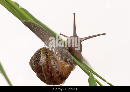 Garten Schnecke Cornu aspersum Klettern über Gras Stockfoto