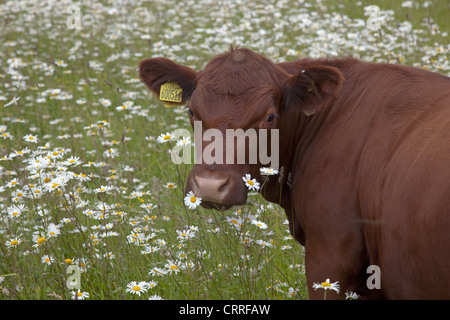 Red Poll Rinder grasen in blühende Wiese Stockfoto