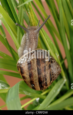 Garten Schnecke Cornu aspersum Klettern über Gras Stockfoto