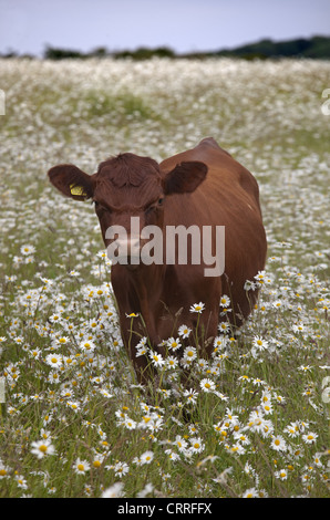 Red Poll Rinder grasen in blühende Wiese Stockfoto