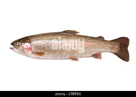 Ganze Regenbogenforelle (Oncorhynchus Mykiss) Fisch isoliert auf einem weißen Studio-Hintergrund. Stockfoto