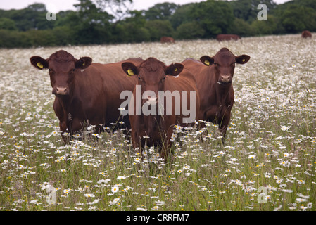 Red Poll Rinder grasen in blühende Wiese Stockfoto