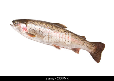 Ganze Regenbogenforelle (Oncorhynchus Mykiss) Fisch isoliert auf einem weißen Studio-Hintergrund. Stockfoto