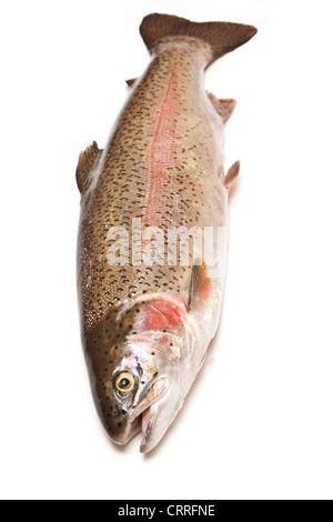 Ganze Regenbogenforelle (Oncorhynchus Mykiss) Fisch isoliert auf einem weißen Studio-Hintergrund. Stockfoto