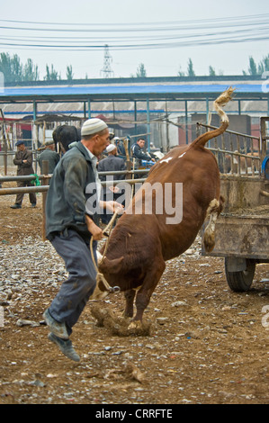 Uyghur chinesische Männer entladen ihr Vieh auf den Sonntag Western-Zentralasien Viehmarkt. Stockfoto
