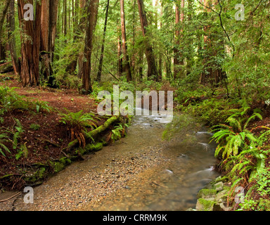 Redwood Forest in Muir Woods, Kalifornien Stockfoto