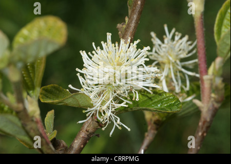 Fothergilla Monticola Hauptgruppe Stockfoto