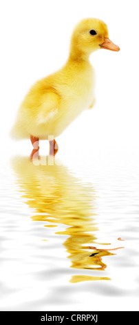 schöne kleine Entlein niedlich spiegelt sich im Wasser Stockfoto