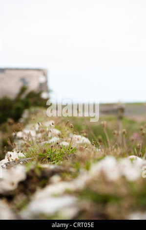 Spitzwegerich Spitzwegerich, Plantago Lanceolata, wachsen auf einer Steinmauer Stockfoto