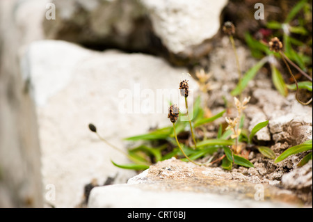 Spitzwegerich Spitzwegerich, Plantago Lanceolata, wachsen auf einer Steinmauer Stockfoto