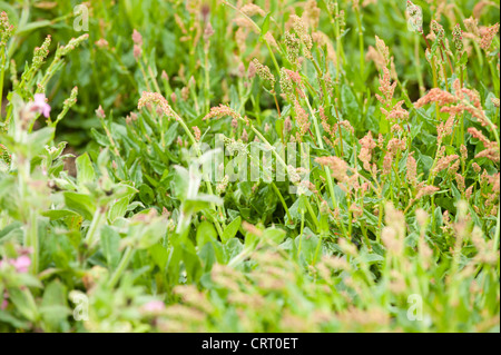 Sauerampfer, Rumex liegen Stockfoto