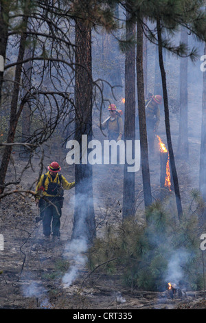 U.S. Forest Service-Feuer-Crew-Mitglieder kämpfen einen Waldbrand in der Nähe von Bonner, Montana, USA. Stockfoto