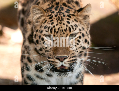 Weibliche Amur Leoparden (Nahaufnahme) Stockfoto