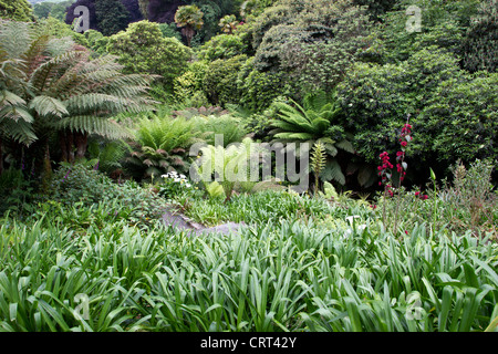 Trebah Garden, ein sub-tropisches Paradies mit einer atemberaubenden Küste Kulisse. Eines der großen Gärten von Cornwall UK. Stockfoto