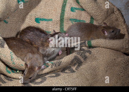 Braune Ratten (Rattus norvegicus). Unter Müsli hessische Essen Taschen. Stockfoto