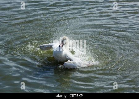 Höckerschwan (Cygnus Olor). Baden. Unreifen Vogel. Wroxham. Norfolk Broads. Stockfoto