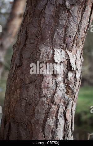 Kiefer (Pinus Sylvestris). Stamm und Rinde. Norfolk, England. Stockfoto