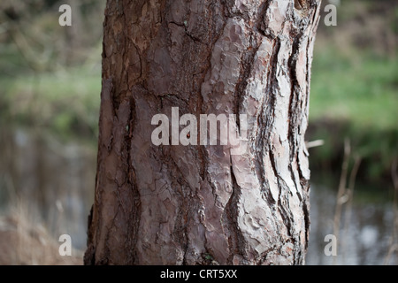 Kiefer (Pinus Sylvestris). Stamm und Rinde. Norfolk, England. Stockfoto