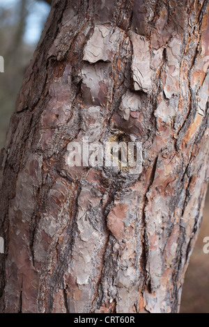 Kiefer (Pinus Sylvestris). Stamm und Rinde. Norfolk, England. Stockfoto